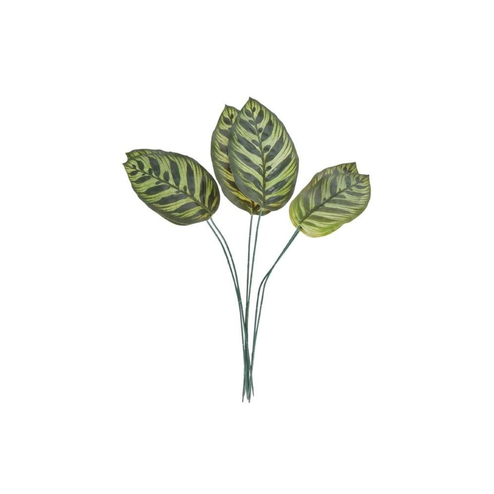 SET 6 FOGLIE CALATHEA MAKOYA 3